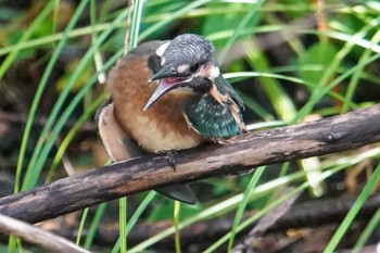 2022年8月9日(火) 福井緑地(札幌市西区)の野鳥観察記録