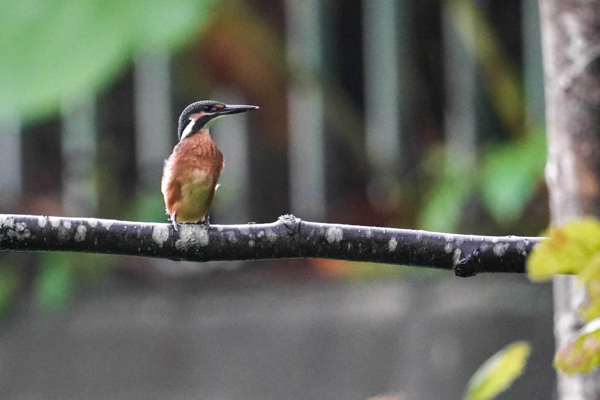 Common Kingfisher