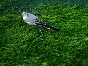 White Wagtail 平和の森公園、妙正寺川 Wed, 8/10/2022