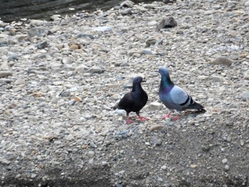 Rock Dove 平和の森公園、妙正寺川 Wed, 8/10/2022