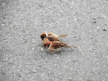 Eurasian Tree Sparrow 平和の森公園、妙正寺川 Thu, 8/11/2022