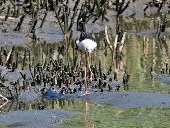 Black-winged Stilt Tokyo Port Wild Bird Park Tue, 8/9/2022