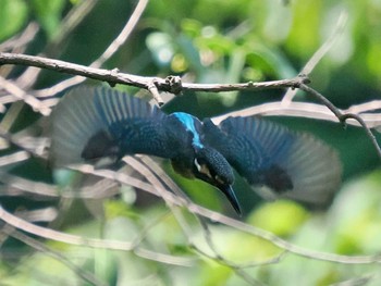 Common Kingfisher Tokyo Port Wild Bird Park Tue, 8/9/2022