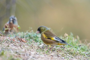 Grey-capped Greenfinch Akashi Park Thu, 1/11/2018