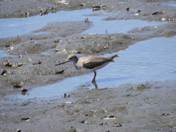 2022年8月10日(水) 谷津干潟の野鳥観察記録