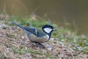 Japanese Tit Akashi Park Thu, 1/11/2018