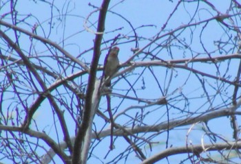 Red-capped Flowerpecker Mt. Hagen Unknown Date