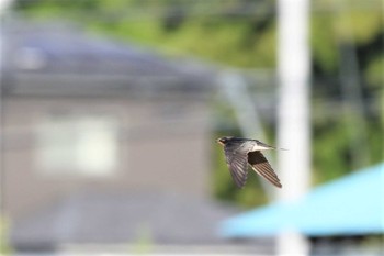 ツバメ 埼玉県川越市 2022年8月11日(木)