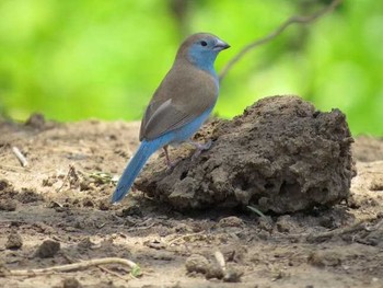 フナシセイキチョウ ザンビア 撮影日未設定