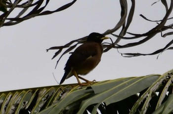 Common Myna カンボジア Wed, 8/10/2022