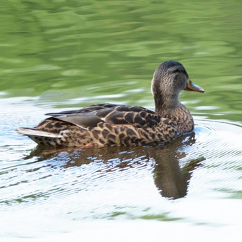 マガモ 西岡公園(西岡水源地) 2022年8月11日(木)