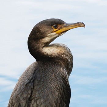 Japanese Cormorant Nishioka Park Thu, 8/11/2022