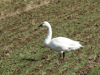 アメリカコハクチョウ 滋賀県 湖北 2018年1月12日(金)