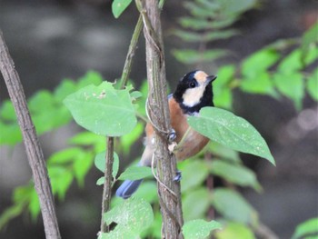 Varied Tit 平塚市総合公園 Thu, 8/11/2022