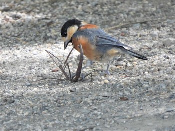 Varied Tit 平塚市総合公園 Thu, 8/11/2022