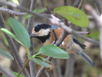 Thu, 8/11/2022 Birding report at 平塚市総合公園