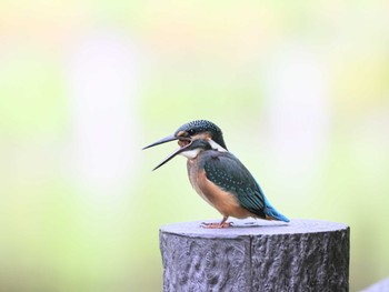 カワセミ 横浜市 2022年8月11日(木)