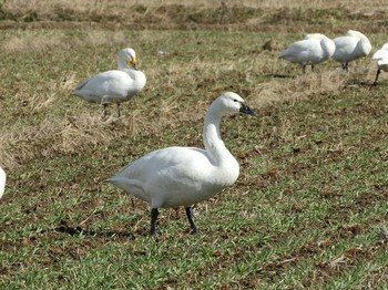 アメリカコハクチョウ 滋賀県 湖北 2018年1月12日(金)