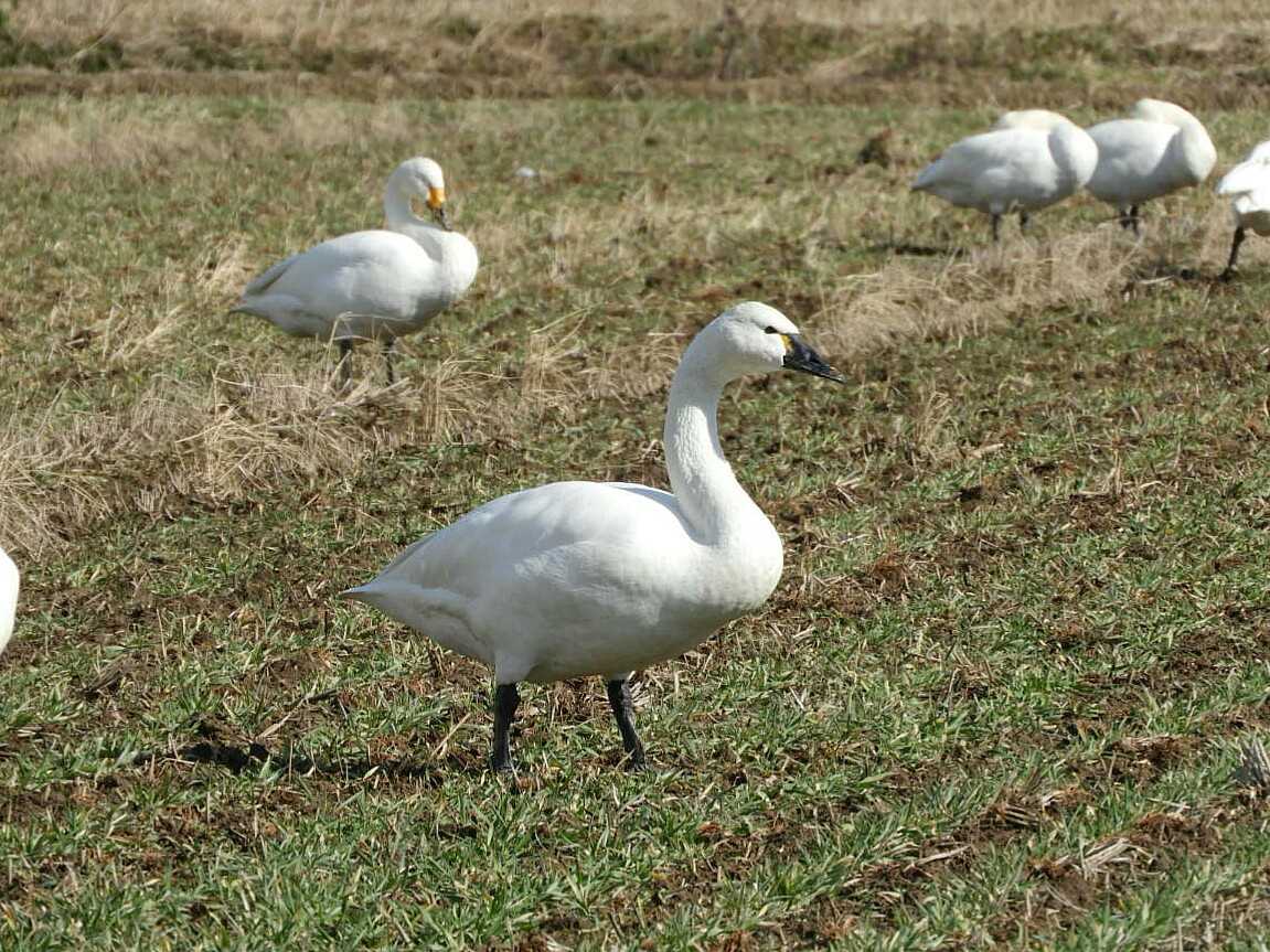 Photo of Tundra Swan(columbianus) at 滋賀県 湖北 by Yuki86