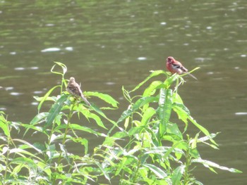 2022年8月11日(木) 十勝北部の野鳥観察記録