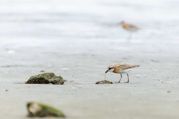 Siberian Sand Plover 多摩川河口 Sun, 7/17/2022