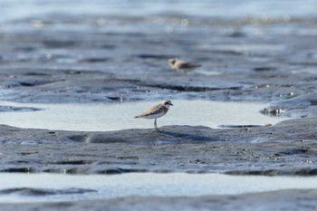 Siberian Sand Plover 六郷橋緑地 Mon, 7/25/2022