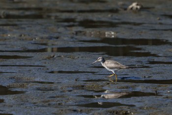 Grey-tailed Tattler 六郷橋緑地 Mon, 7/25/2022