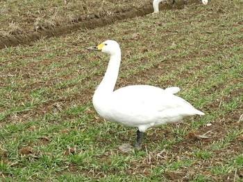 コハクチョウ 滋賀県 湖北 2018年1月12日(金)