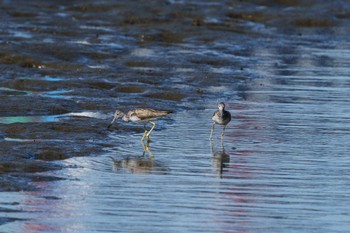 Common Greenshank 六郷橋緑地 Mon, 7/25/2022