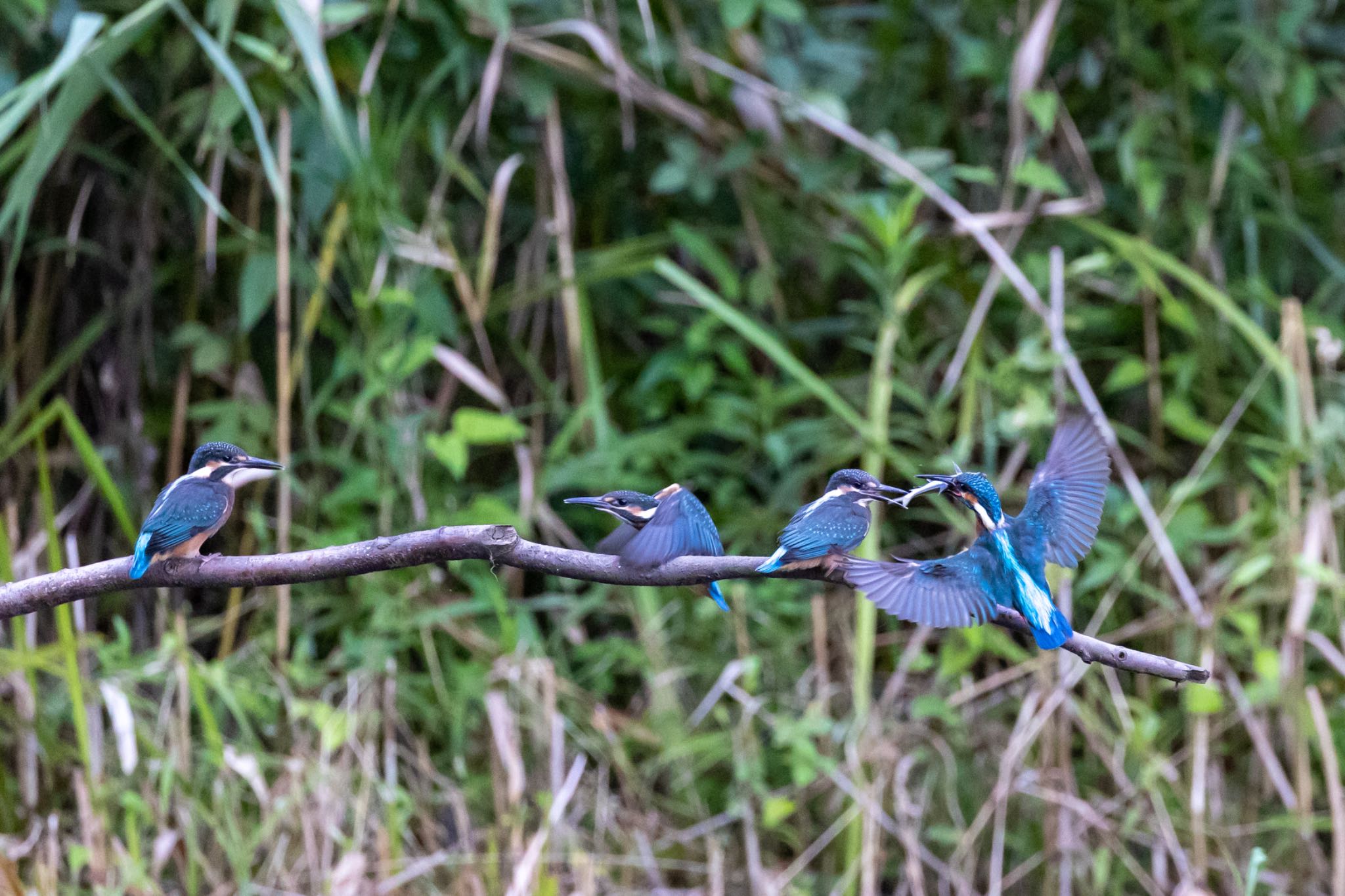 横浜市 カワセミの写真 by 🐦Toshi🐧