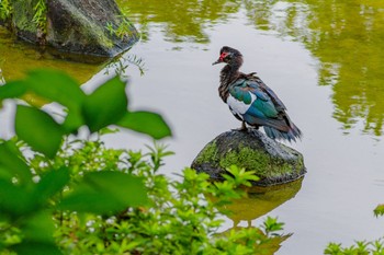 Muscovy Duck 檜町公園(東京ミッドタウン) Thu, 8/4/2022