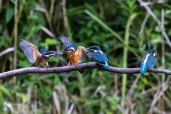 Common Kingfisher 横浜市 Thu, 8/11/2022