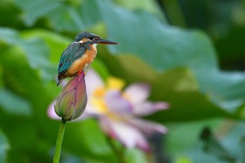 Common Kingfisher 富士吉田市 Thu, 8/11/2022