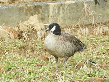 シジュウカラガン 滋賀県 湖北 2018年1月12日(金)