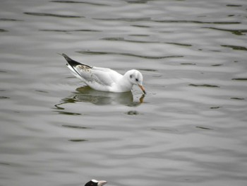 Black-headed Gull 小田原城址公園(小田原城) Sun, 3/20/2022