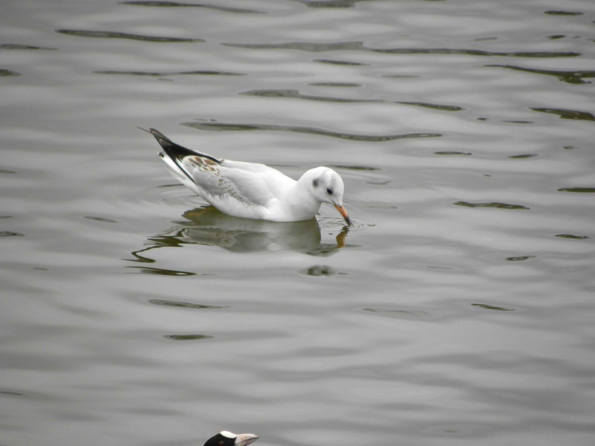 Black-headed Gull