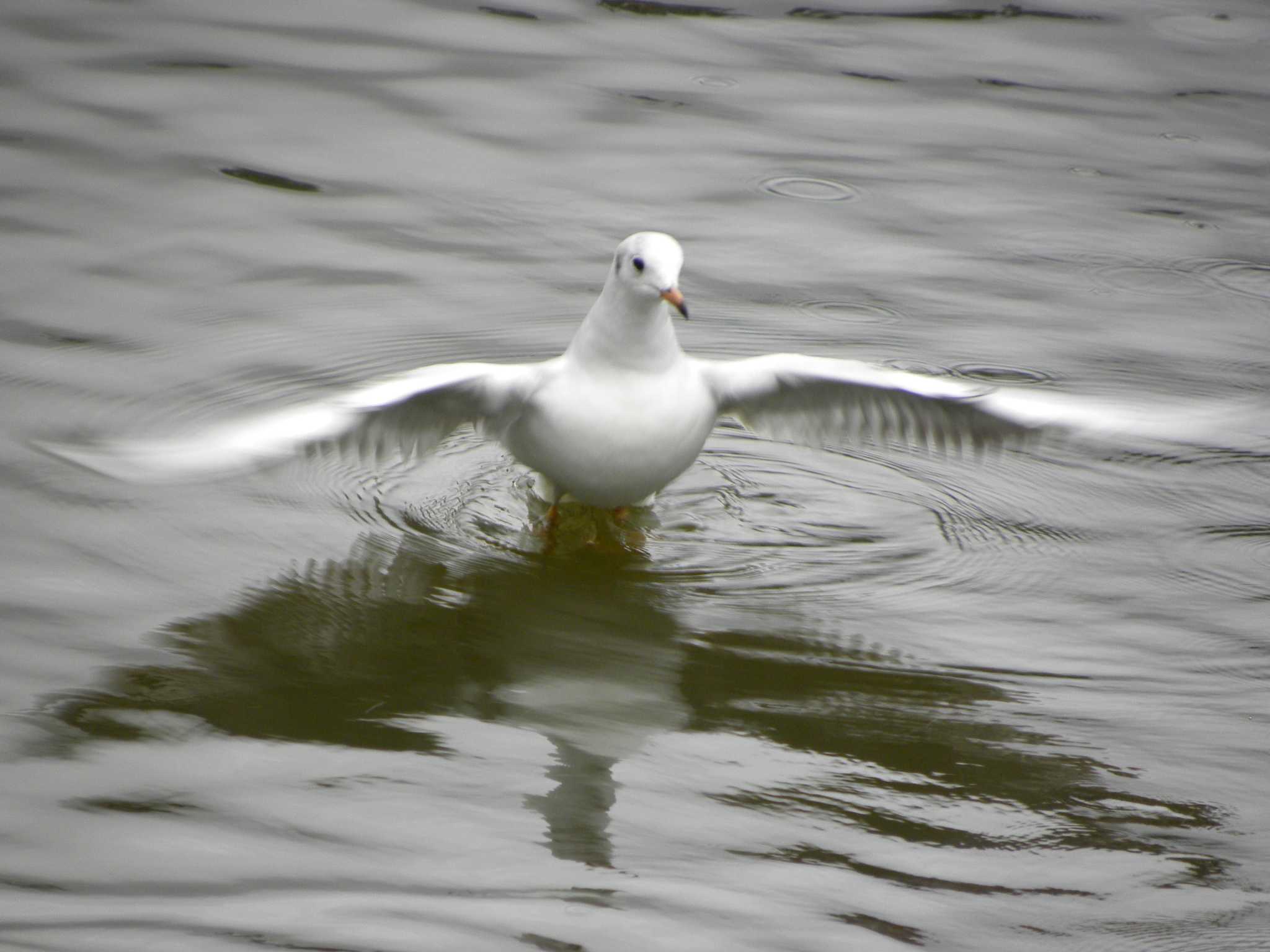 Black-headed Gull