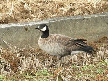 シジュウカラガン 滋賀県 湖北 2018年1月12日(金)