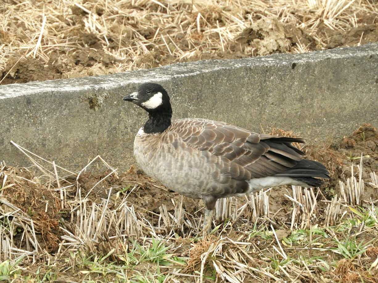 シジュウカラガン