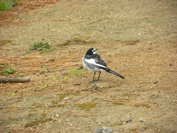 White Wagtail 小田原城址公園(小田原城) Sun, 3/20/2022