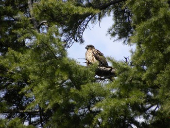 Black Kite 小田原城址公園(小田原城) Sun, 3/20/2022