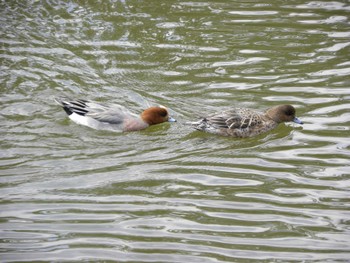 Eurasian Wigeon 小田原城址公園(小田原城) Sun, 3/20/2022