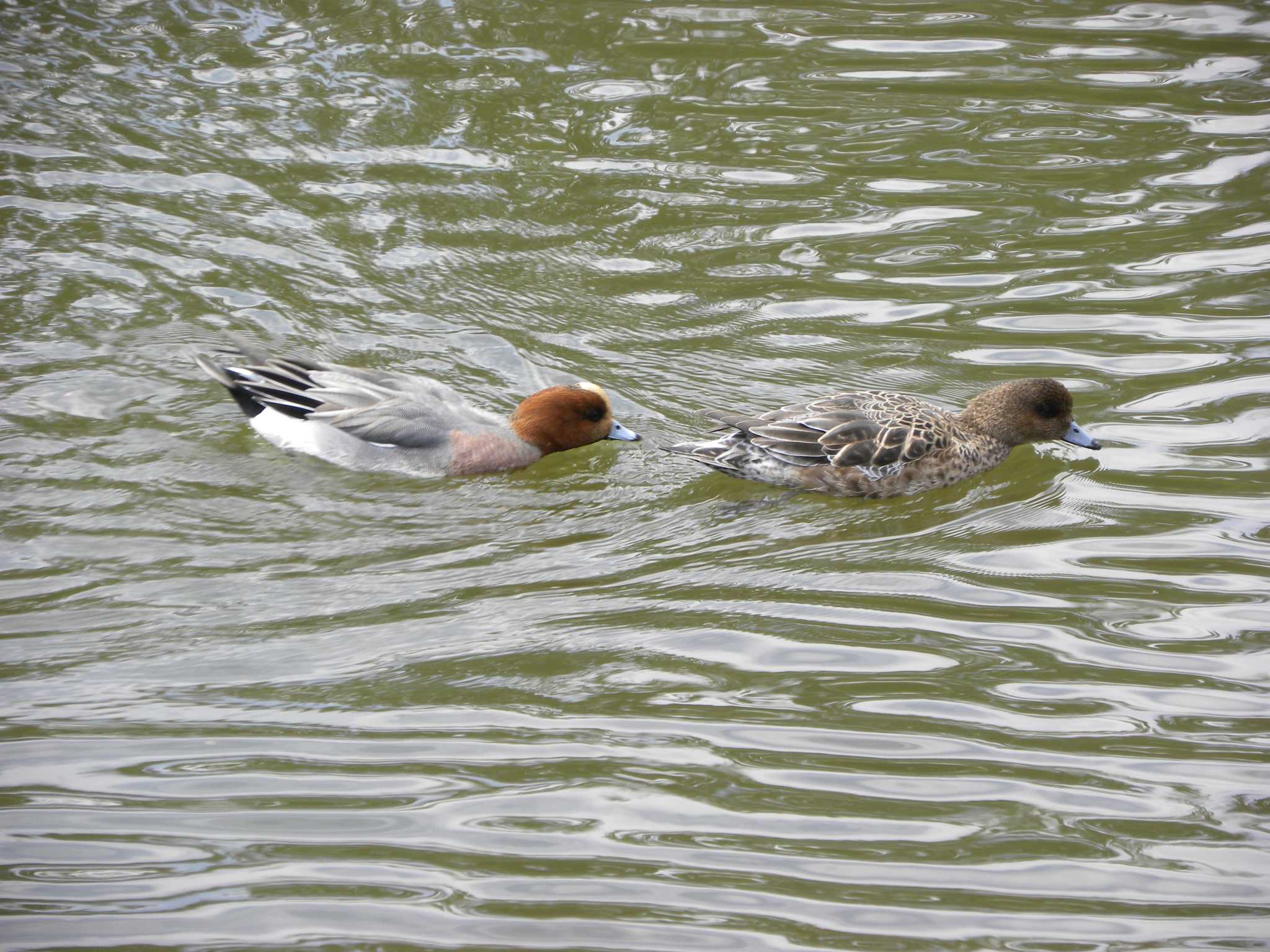 Eurasian Wigeon