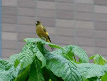 Grey-capped Greenfinch 近所 Fri, 4/29/2022