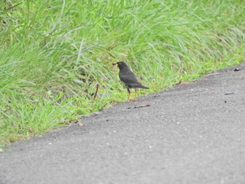 クロツグミ 埼玉県民の森 2022年8月11日(木)