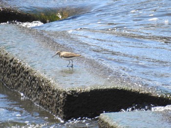 2022年8月11日(木) 多摩川二ヶ領宿河原堰の野鳥観察記録