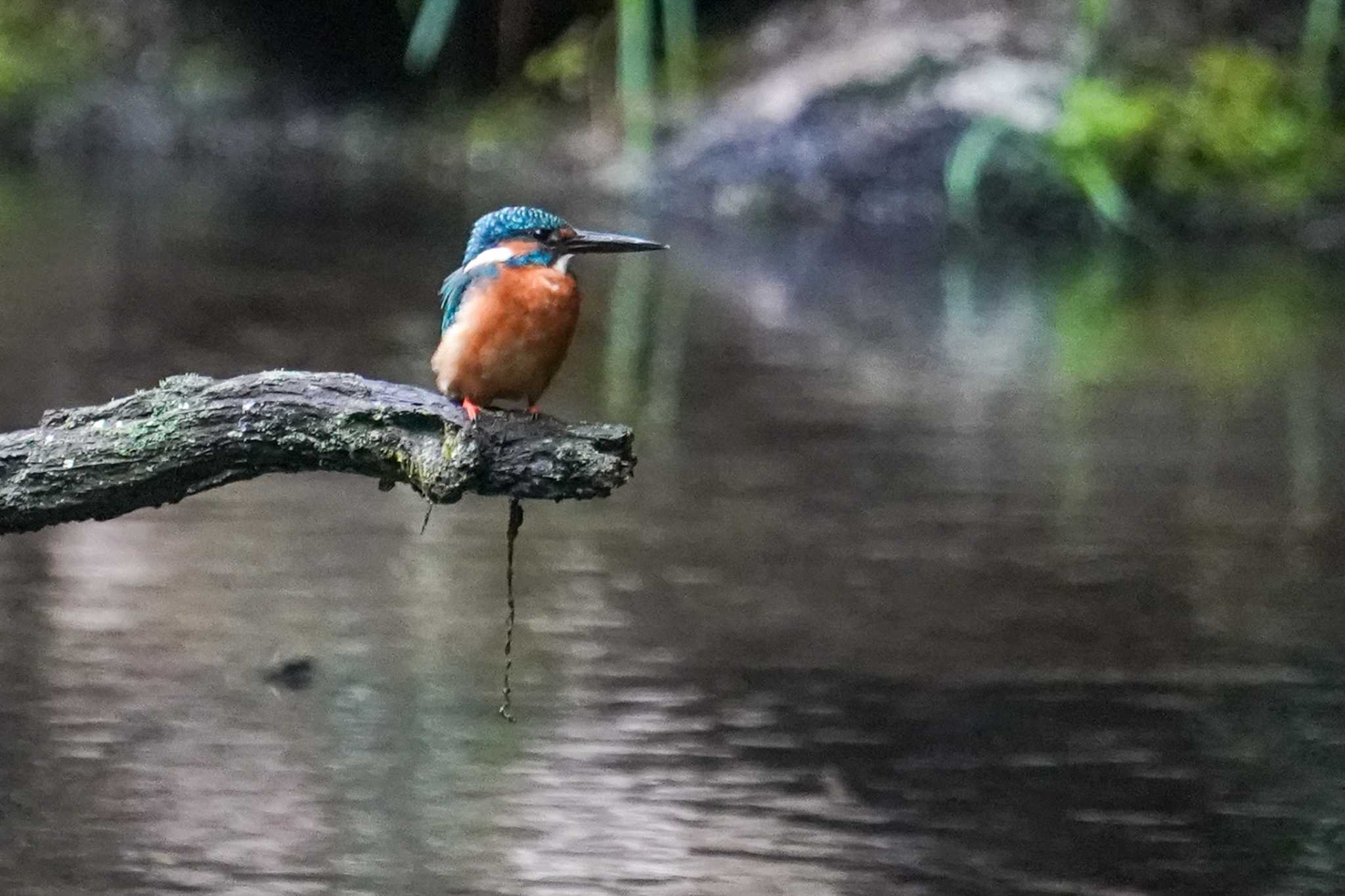 北大研究林(北海道大学苫小牧研究林) カワセミの写真 by 98_Ark (98ｱｰｸ)