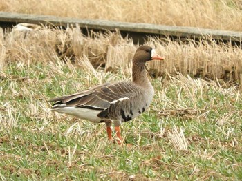 マガン 滋賀県 湖北 2018年1月12日(金)