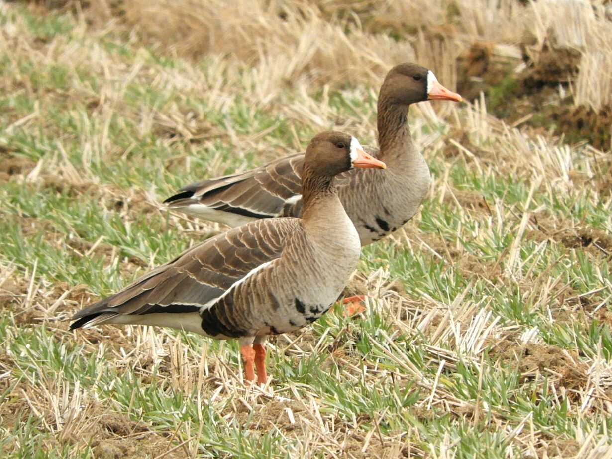 Photo of Greater White-fronted Goose at 滋賀県 湖北 by Yuki86