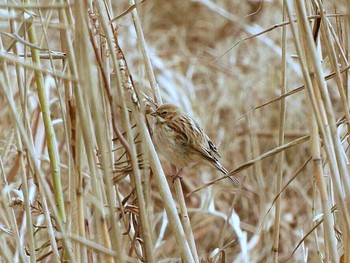 2018年1月12日(金) 滋賀県 湖北の野鳥観察記録